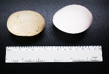 INDIGO EGG AND CHICKEN EGG
