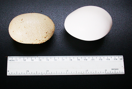 INDIGO EGG AND CHICKEN EGG