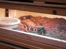 INDIGO MALE BASKING
