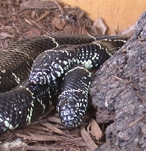 Eastern king pair portrait