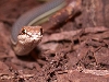 sonoran whipsnake eye to eye