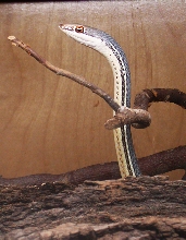 SONORAN WHIPSNAKE PERISCOPE