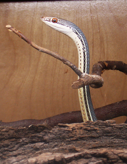 SONORAN WHIPSNAKE PERISCOPE