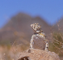 rin tin lizard