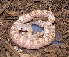 holdback yellow ratsnake 2010