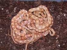 YELLOW RATSNAKE HATCHLING GROUP