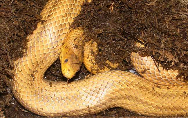 YELLOW RATSNAKE ADULT FEMALE