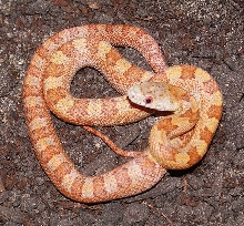 EXTREME YELLOW RATSNAKE HOLDBACK