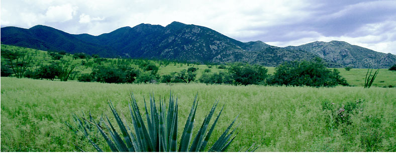 Santa Rita Mts during summer rainy season, AZ