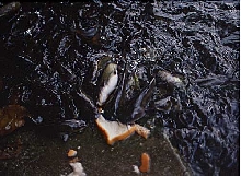 very hungry catfish