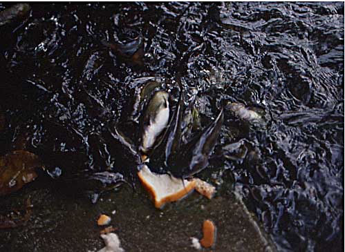 very hungry catfish