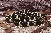 handsome Common Kingsnake, AZ
