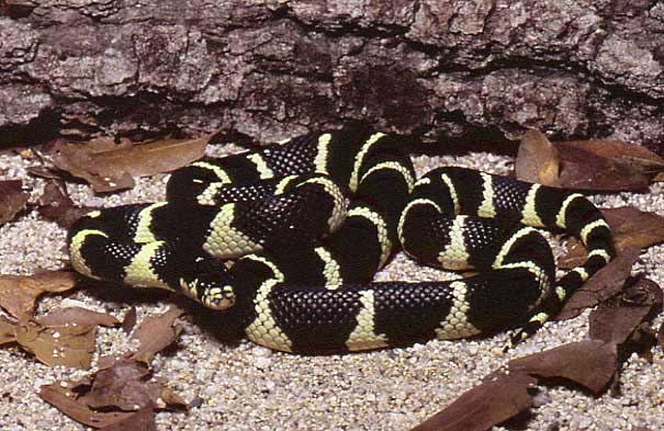 handsome Common Kingsnake, AZ