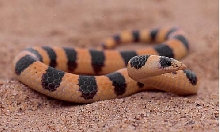 Banded Sand Snake, Chilomeniscus cinctus, Arizona