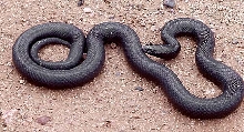 Mexican Black Kingsnake, Arizona