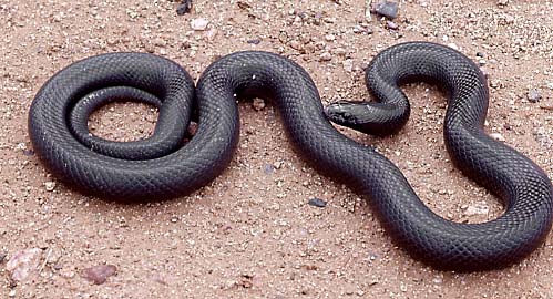 Mexican Black Kingsnake, Arizona
