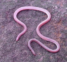 Western Threadsnake, Leptotypholps humilis
