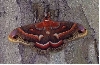 Cecropia moth