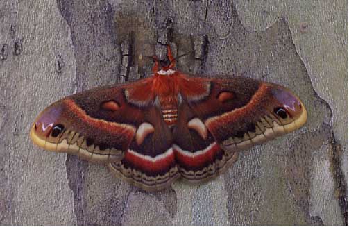 Cecropia moth