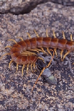 Desert  Centipede, Scolopendra heros, eating lizard, AZ