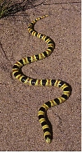 Shovel-Nosed Snake