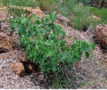 Devil's Nettle, Mt Hopkins, AZ