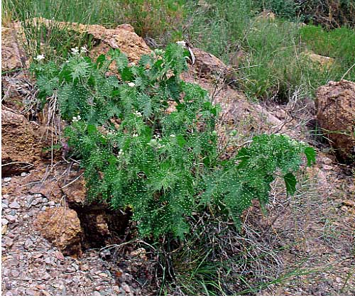 Devil's Nettle, Mt Hopkins, AZ