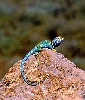male Collared Lizard, AZ