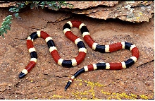 Sonoran Coral Snake