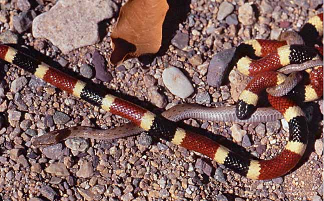Sonoran Coral Snake with dinner guest, AZ