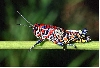 Rainbow Grasshopper, AZ