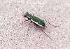 Cicindela debilis, Willcox Playa,