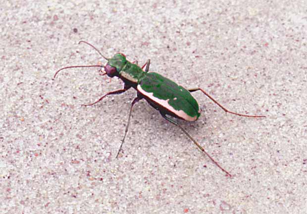 Cicindela debilis, Willcox Playa,
