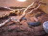 BLUE RACER BASKING IN CAGE