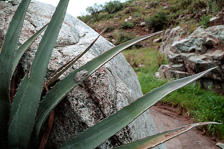 Canyon Tree Frog on Agave leaf, Box Canyon, AZ