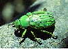 Silversmith Beetle, Chrysina gloriosa, Arizona