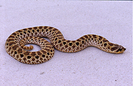 Mexican Hognose, Willcox Playa, Arizona