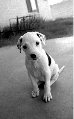 somebody ate all the cute pills