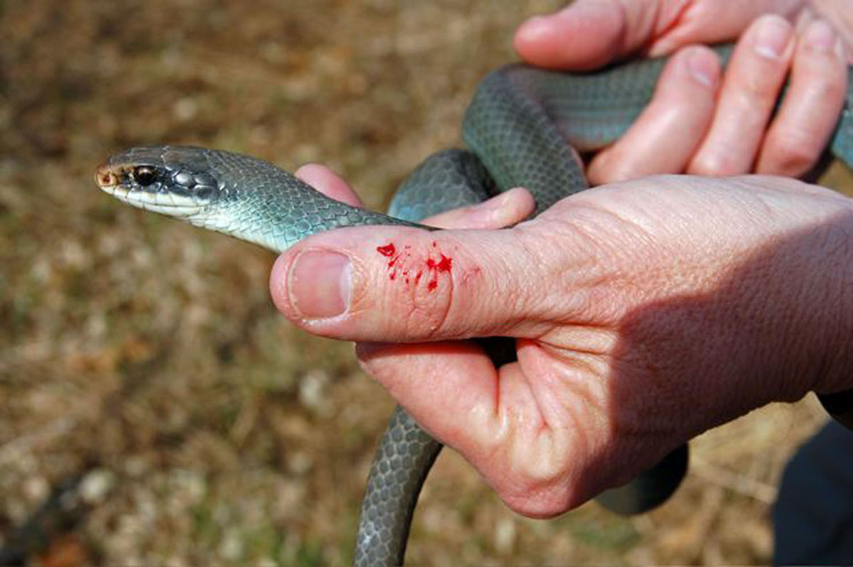 there will be blood--Blue Racer, MI
