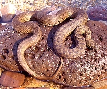 Narrow-Headed Garter