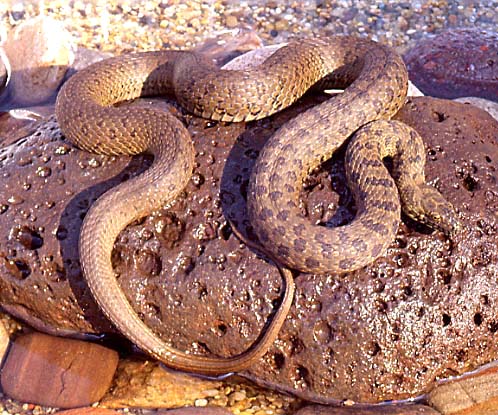 Narrow-Headed Garter