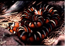Arizona Mt Kingsnake, Chiricahuas