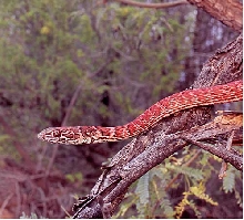 red coachwhip profile