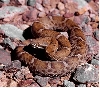Arizona Ridge-Nosed Ratlesnake