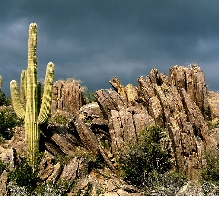 Night Lizard habitat, Arizona