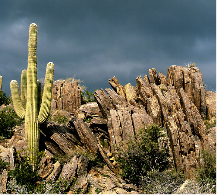 Night Lizard habitat, Arizona