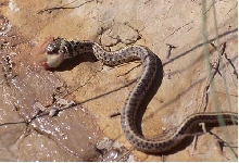 juvenal garter snake with tadpole, Willcox Playa, AZ