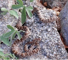 Sonoran Lyre Snake