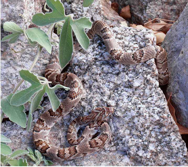 Sonoran Lyre Snake