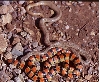 two color phases Ground Snakes